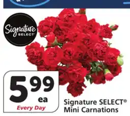 Vons Signature SELECT Mini Carnations offer