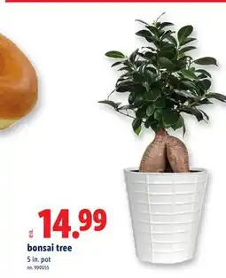 Lidl bonsai tree offer