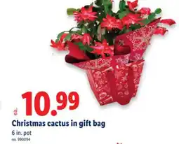 Lidl Christmas cactus in gift bag offer