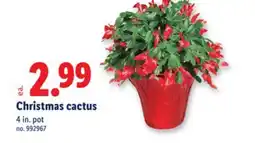 Lidl Christmas cactus offer