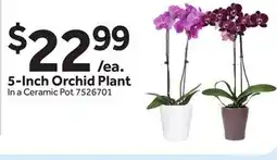 Stop&Shop 5-Inch Orchid Plant offer