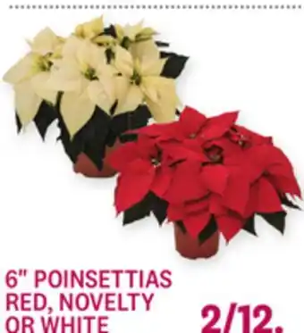 Kings Food Markets 6 POINSETTIAS RED, NOVELTY OR WHITE offer