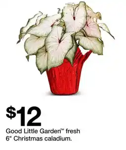 Target Good Little Garden fresh 6 Christmas caladium offer