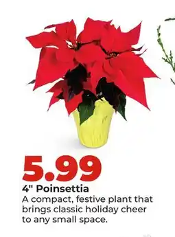 Hy-Vee 4 Poinsettia offer