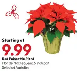 Stater Bros Red Poinsettia Plant offer