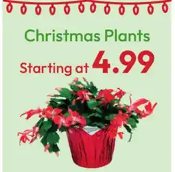 Stater Bros Christmas Plants offer
