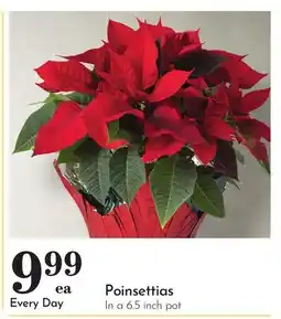 Pavilions Poinsettias offer