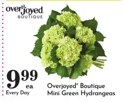 Pavilions Overjoyed Boutique Mini Green Hydrangeas offer