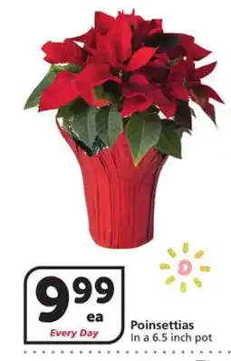 Albertsons Poinsettias offer