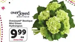 Albertsons Overjoyed Boutique Mini Green Hydrangeas offer