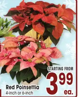 Jewel-Osco Red Poinsettia offer