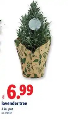 Lidl lavender tree offer