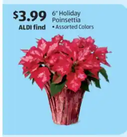 Aldi 6 Holiday Poinsettia offer
