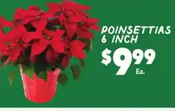 Vallarta Supermarkets Poinsettias offer