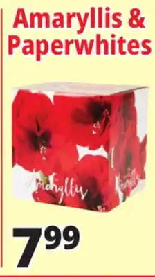 Ocean State Job Lot Amaryllis or Paperwhite Bulb Kit offer