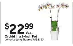 Stop&Shop Orchid in a 5-Inch Pot offer