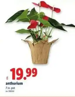 Lidl Anthurium offer