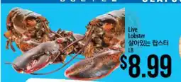 Hmart LIVE LOBSTER offer