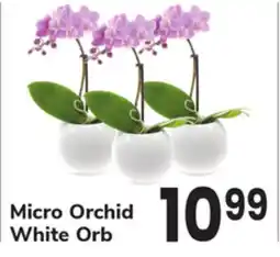 ACME Micro Orchid White Orb offer