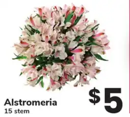 ACME Alstromeria offer