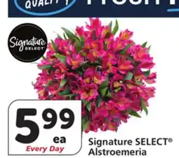 Vons Signature SELECT Alstroemeria offer