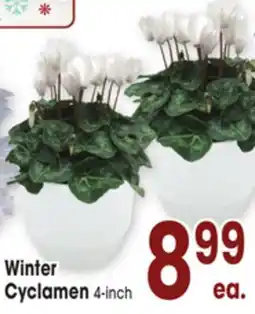 Jewel-Osco Winter Cyclamen offer