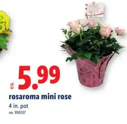 Lidl rosaroma mini rose offer