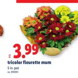 Lidl Tricolor eurette mum offer