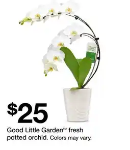 Target Good Little Garden fresh potted orchid offer