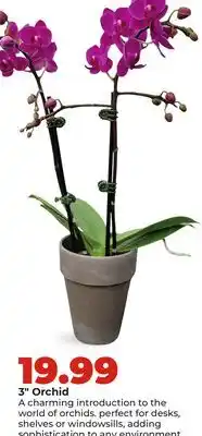 Hy-Vee 3 Orchid offer