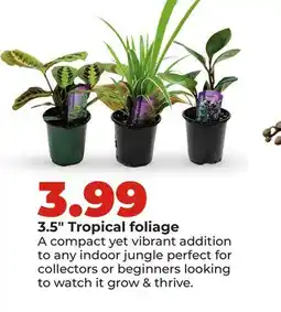 Hy-Vee 3.5 Tropical foliage offer