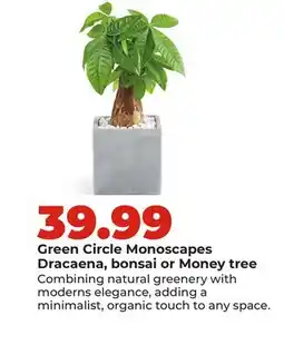 Hy-Vee Green Circle MonoscapesDracaena, bonsai or Money tree offer