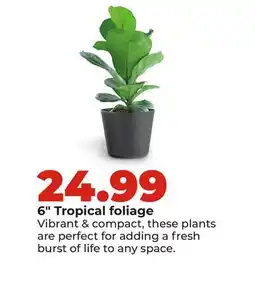 Hy-Vee 6 Tropical foliage offer