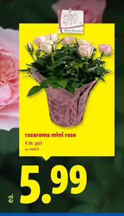 Lidl Rosaroma mini rose offer