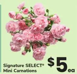 ACME Signature SELECT Mini Carnations offer