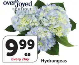 Vons Hybrid Lilies offer