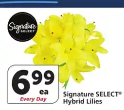 Albertsons Signature SELECT Hybrid Lilies offer