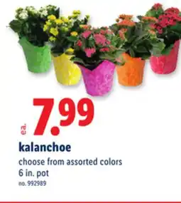 Lidl kalanchoe offer