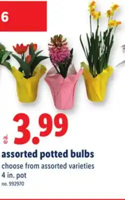 Lidl assorted potted bulbs offer
