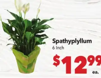 Vallarta Supermarkets Spathyplyllum offer