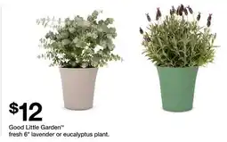Target Good Little Garden fresh 6 lavender or eucalyptus plant offer