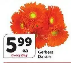 Albertsons Gerbera Daisies offer