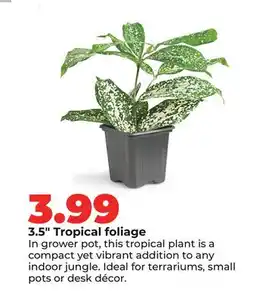 Hy-Vee 3.5 Tropical foliage offer