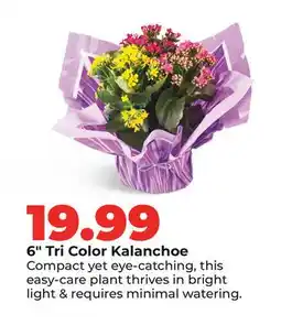 Hy-Vee 6 Tri Color Kalanchoe offer