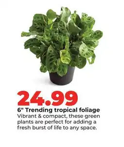 Hy-Vee 6 Trending tropical foliage offer