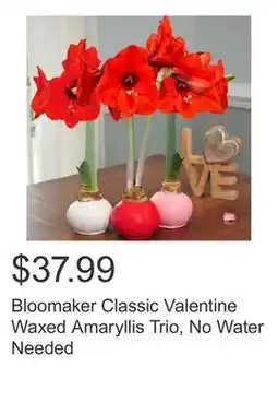 Costco Bloomaker Classic Valentine Waxed Amaryllis Trio, No Water Needed offer
