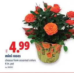 Lidl mini roses offer