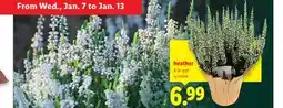Lidl Heather offer