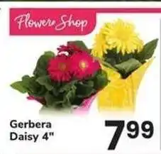 Safeway Gerbera Daisy 4 offer