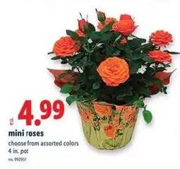 Lidl Mini roses offer
